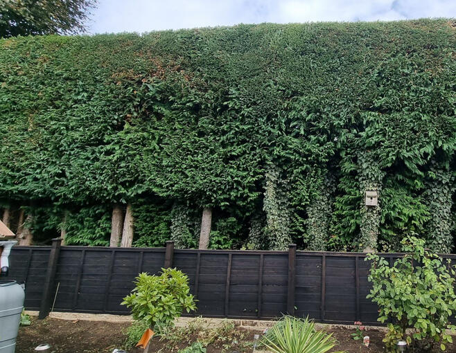 Hedge Trimming